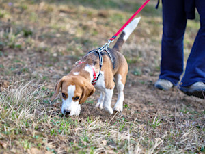 Beagle sniffing outside in the grass.