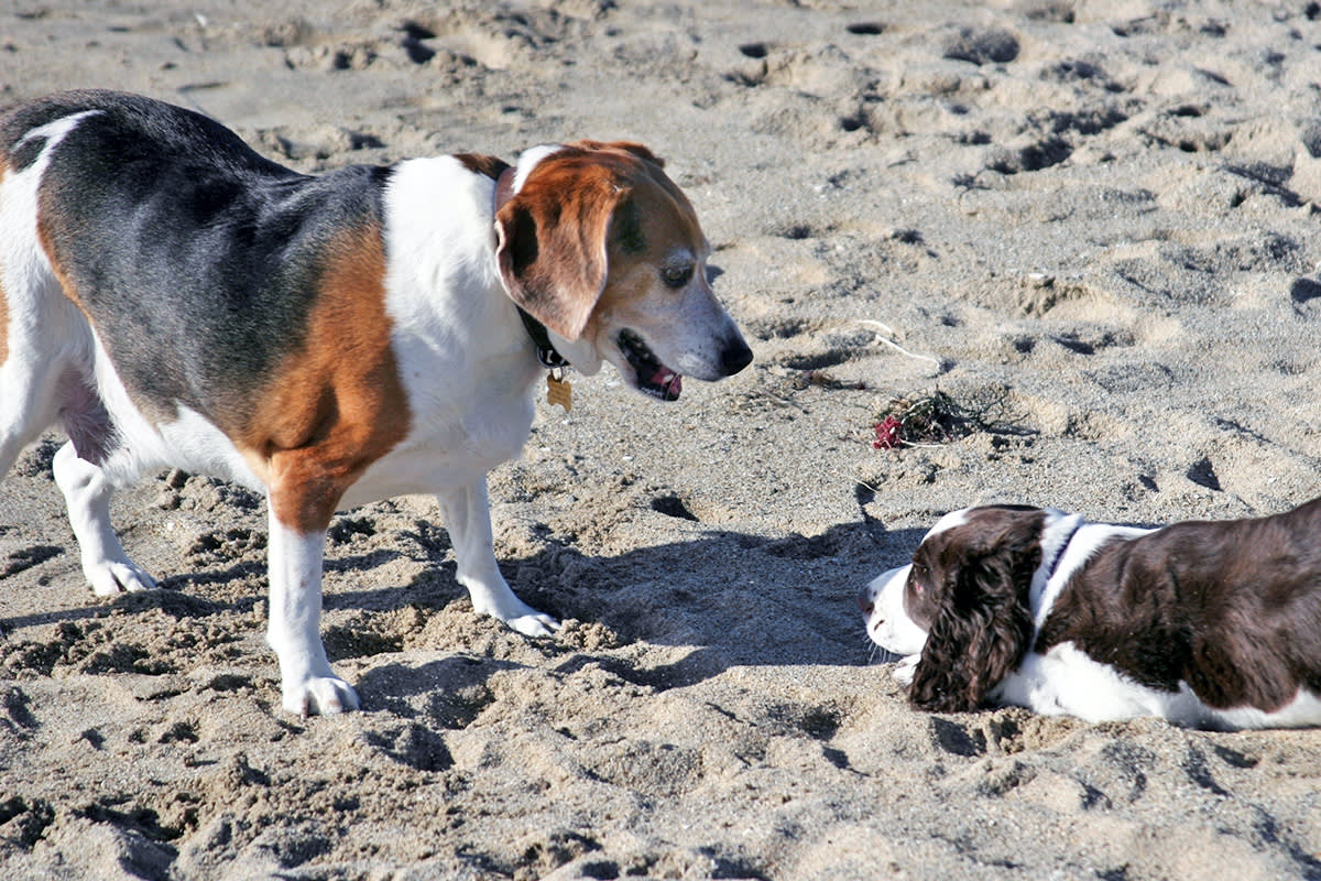 Dog lying down facing another dog