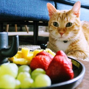 a cat stares at green grapes on a plate