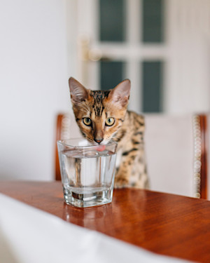 cat drinking from glass