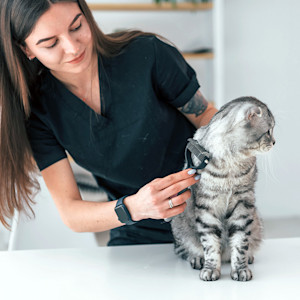 Woman combing her cat's hair.