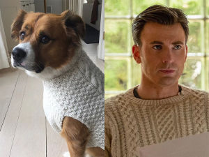 Chris Evans's dog Rodger wears a matching sweater to a character Evans played in the 2019 film Knives Out