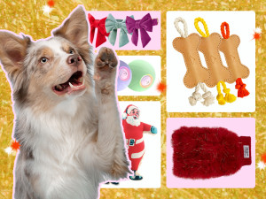 A collage: a dog putting up his paw in front of a bow, a sweater, and dog toys