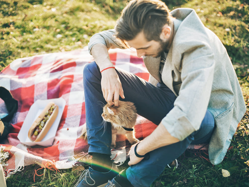 cat with a person eating a hot dog