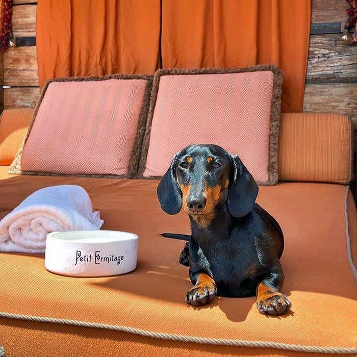 A Dachshund poses near their water bowl at Petit Ermitage 