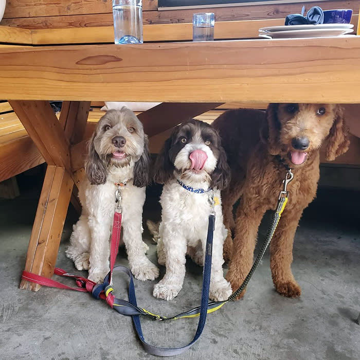 three dogs hang out under a table at Playa Provisions