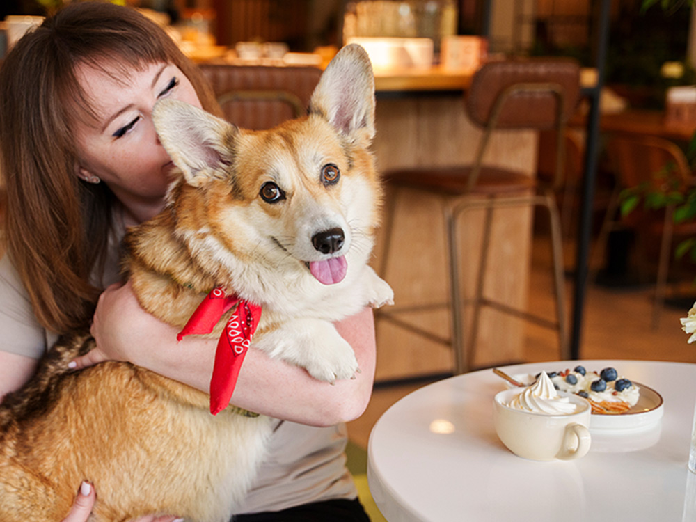 Woman holding her Corgi dog in a cafe.