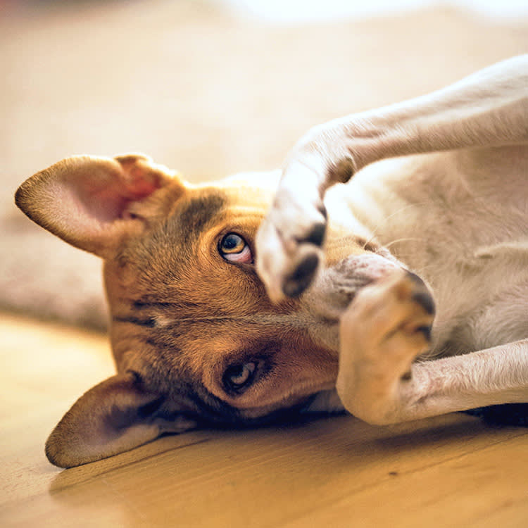 Dog pawing at face on the floor.