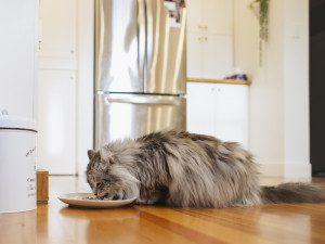 A cat eating wet food from a dish in the kitchen. 