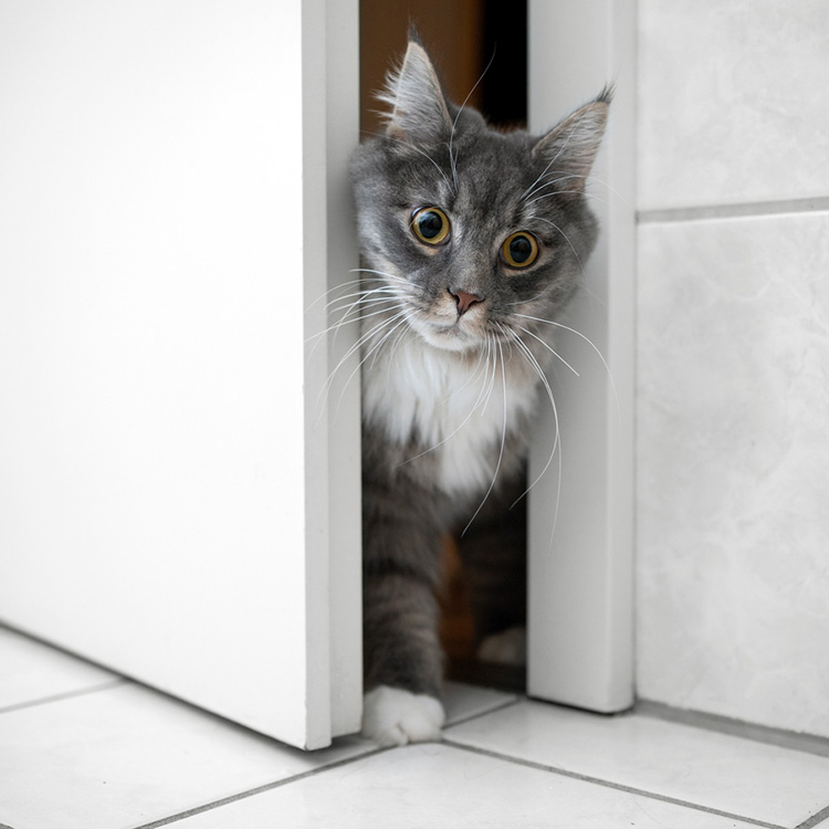 Funny gray cat watching someone between a crack in the door.