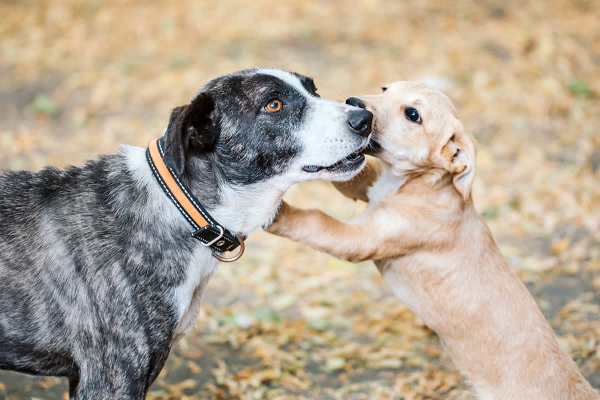 Dog touching another dog