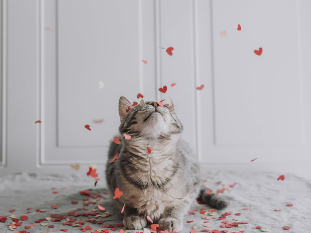 A cat looking up at mini paper hearts falling to the floor. 