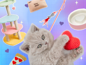 collage of cute kitten with valentine's day cat toys, treats and other products