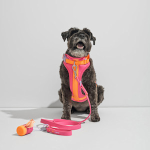 wild one harness walk kit