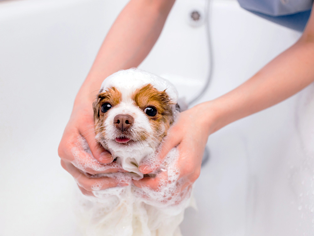 Meilleur shampooing parfumé – Examiné · Parenté