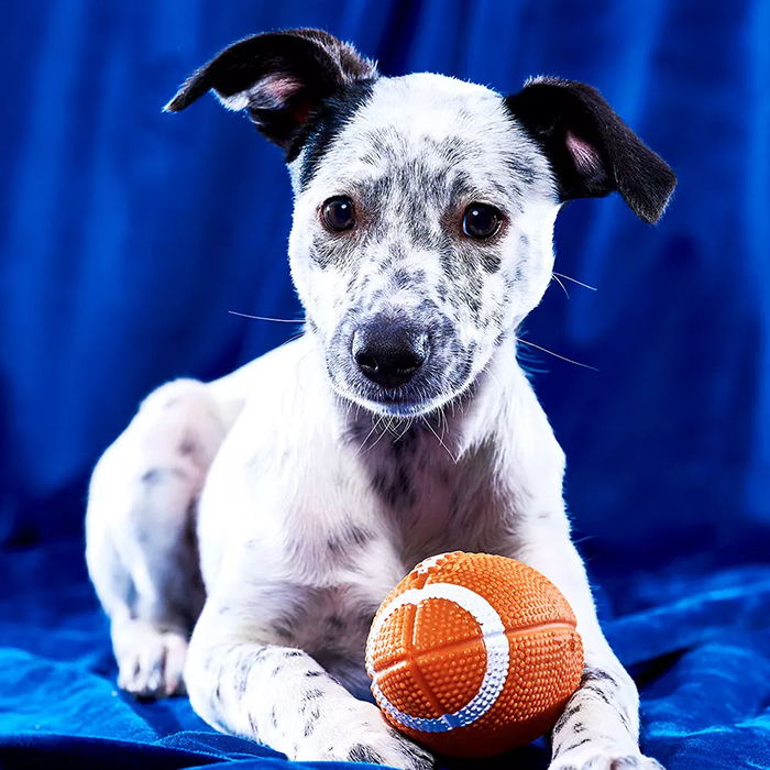 a dog with a football