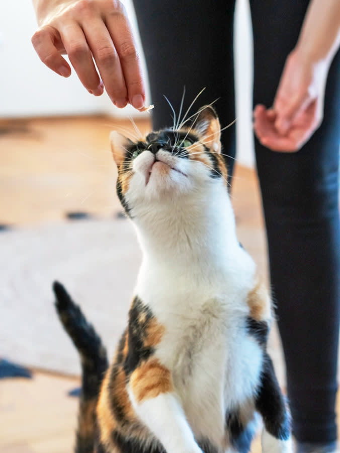 A human hand dangles a treat over a cat's head as the cat looks up