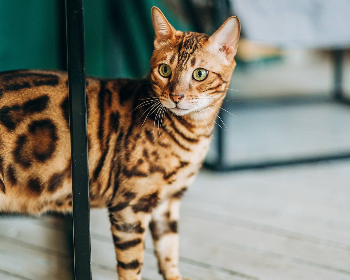 a picture of a bengal cat