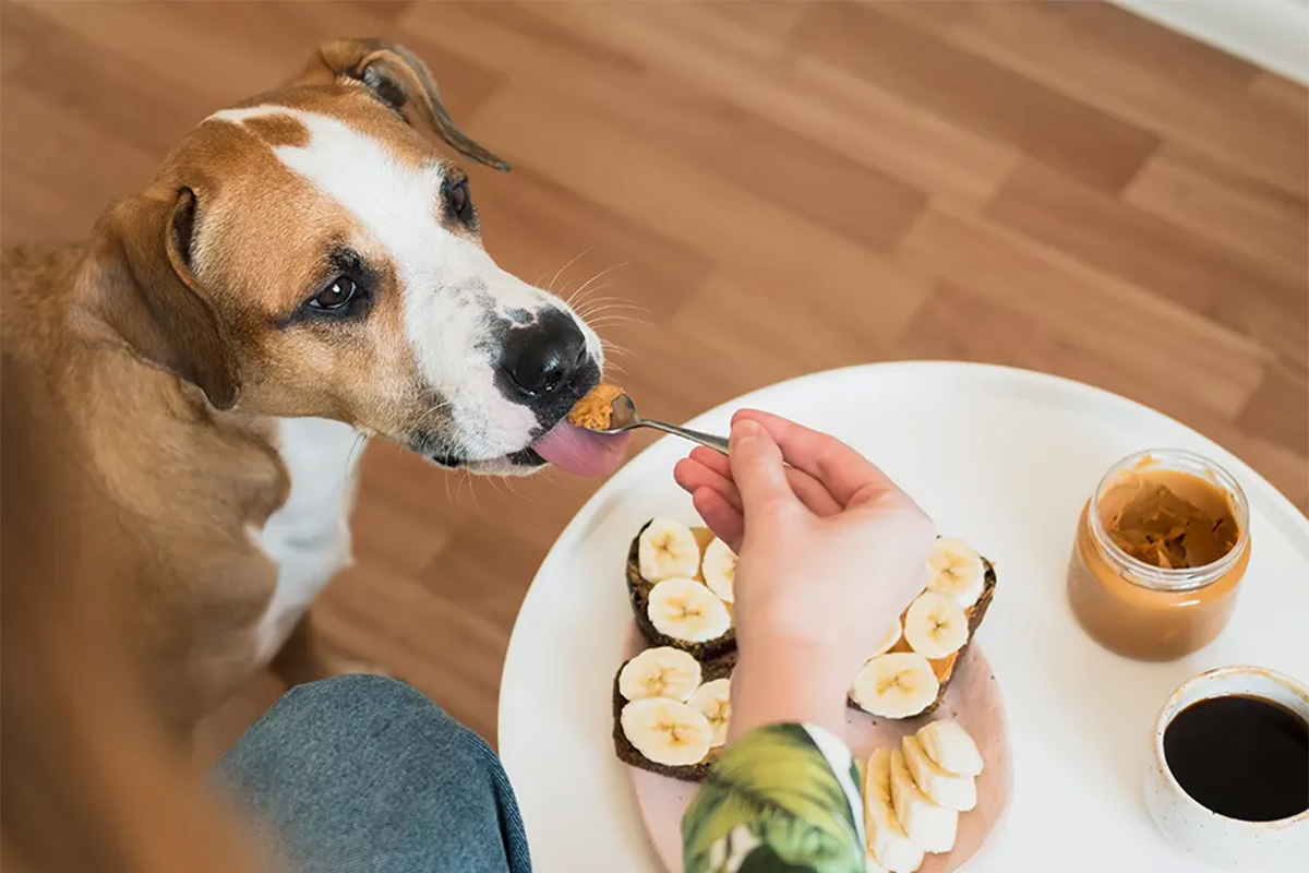 dog eating peanut butter from spoon