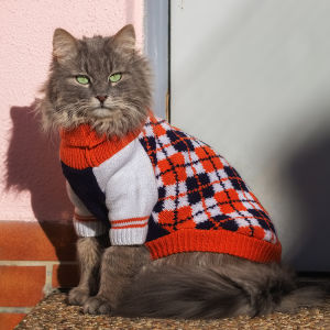 Grey longhaired cat wearing a sweater