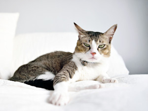 Cat looking grumpy at home.