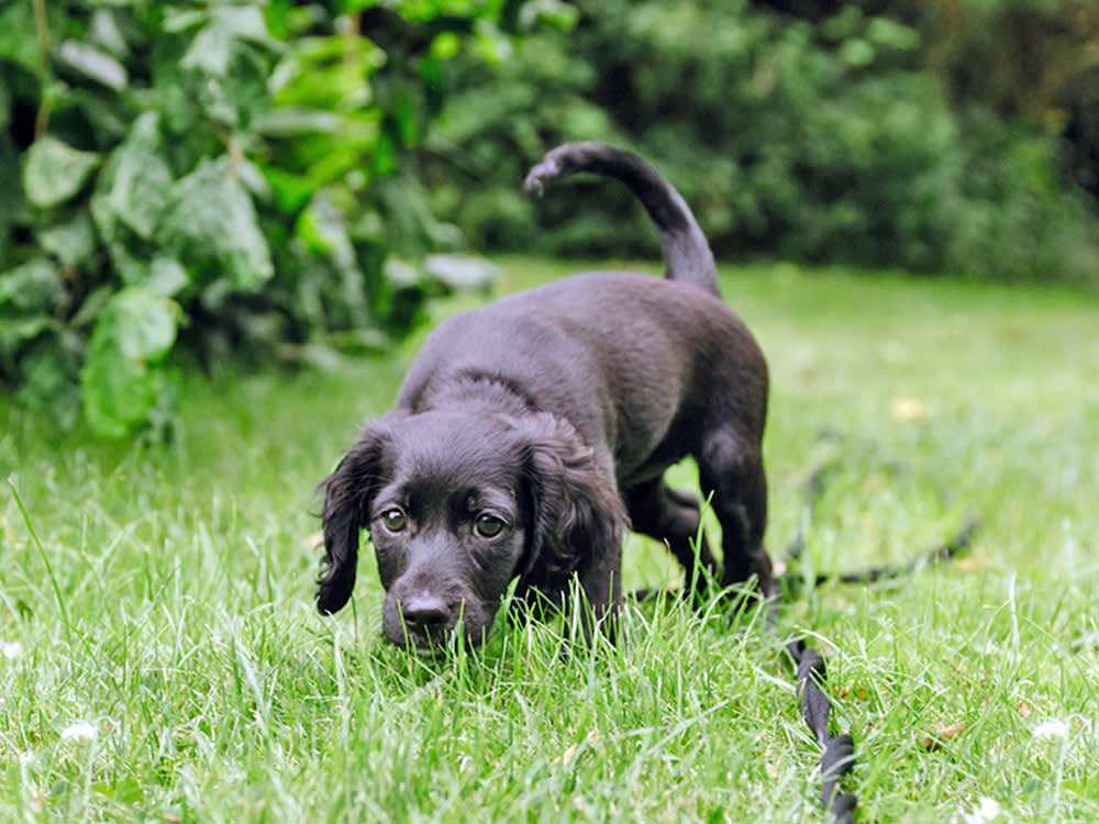 Cute black dog sniffing the grass outside.