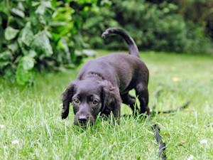 Cute black dog sniffing the grass outside.