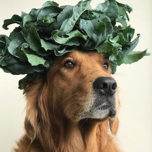 A golden retriever wearing a crown of green on its head. 