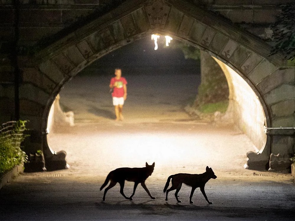 Romeo and Juliet, the two coyotes who live in Central Park
