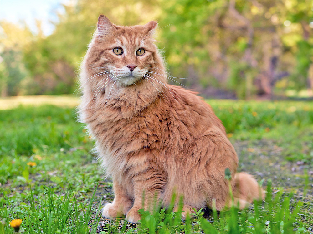 A large orange cat sits amidst a field and trees.