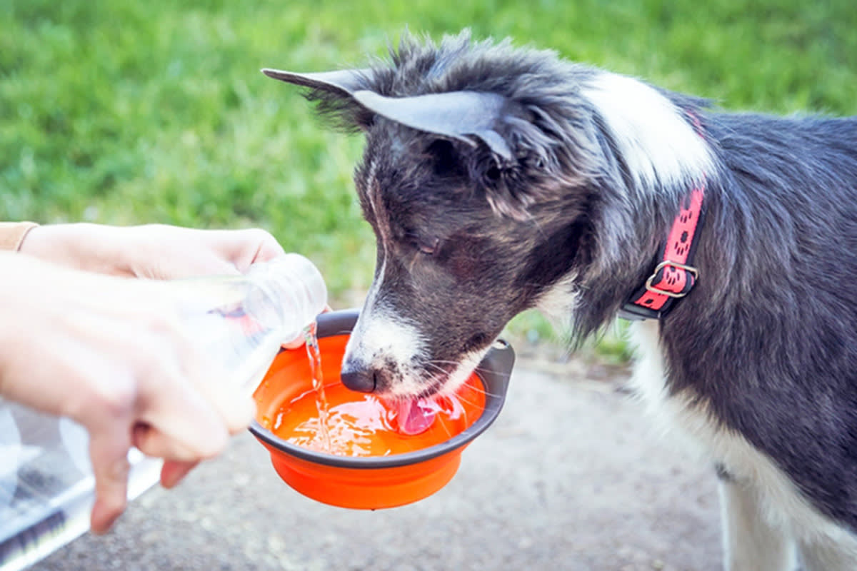 Dog drinking water