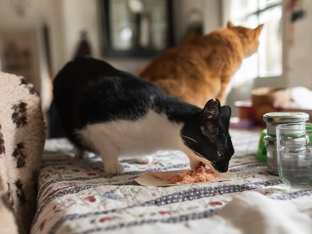 A cat eating a plate of fish on a dining room table. 