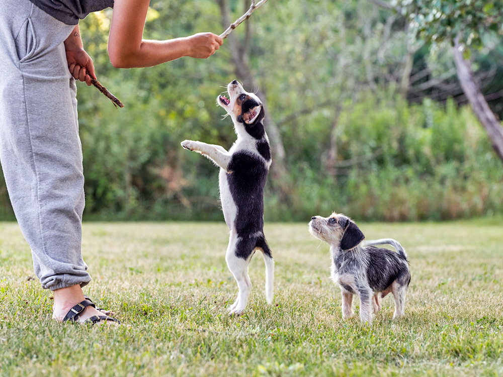 Can Puppies Chew On Sticks? Safety Concerns and Choking Hazards · Kinship