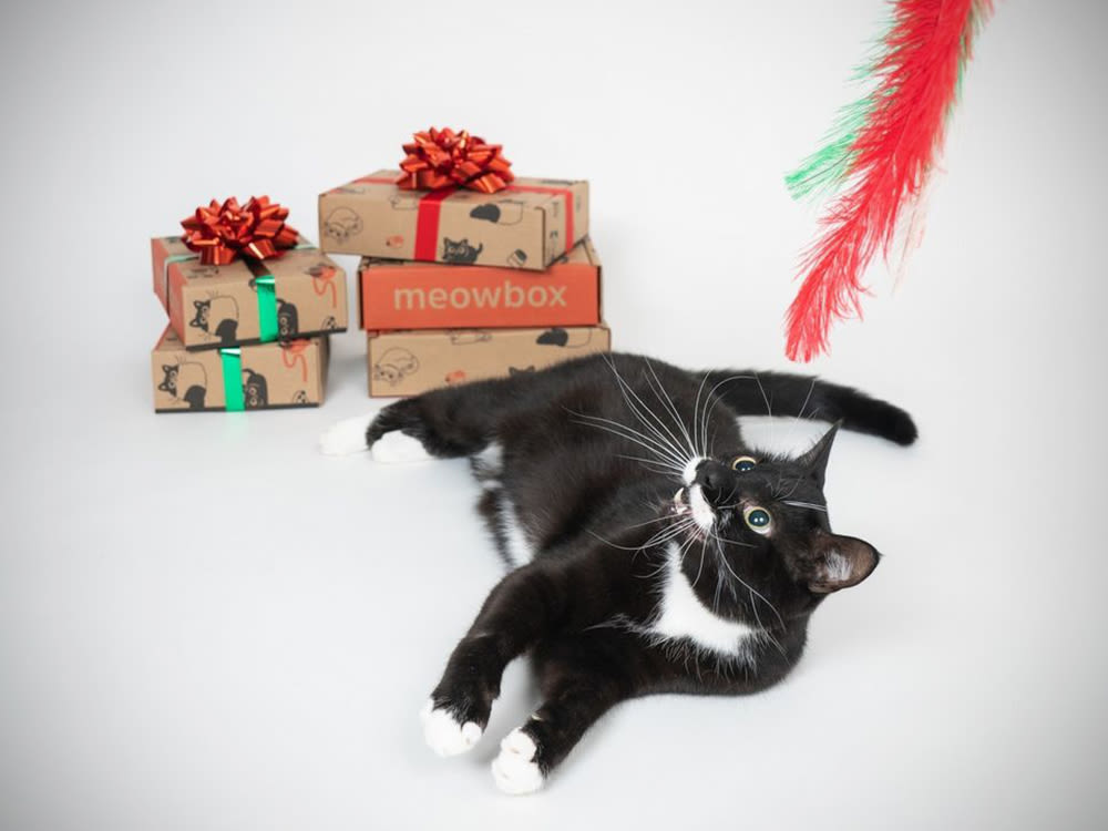 Black and white cat looking at red feather dangling above with a stack of meow boxes in the background with red bows