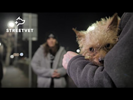 An Introduction to StreetVet - Protecting the human-animal bond