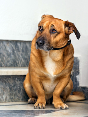 Sad dog sitting in the corner inside.