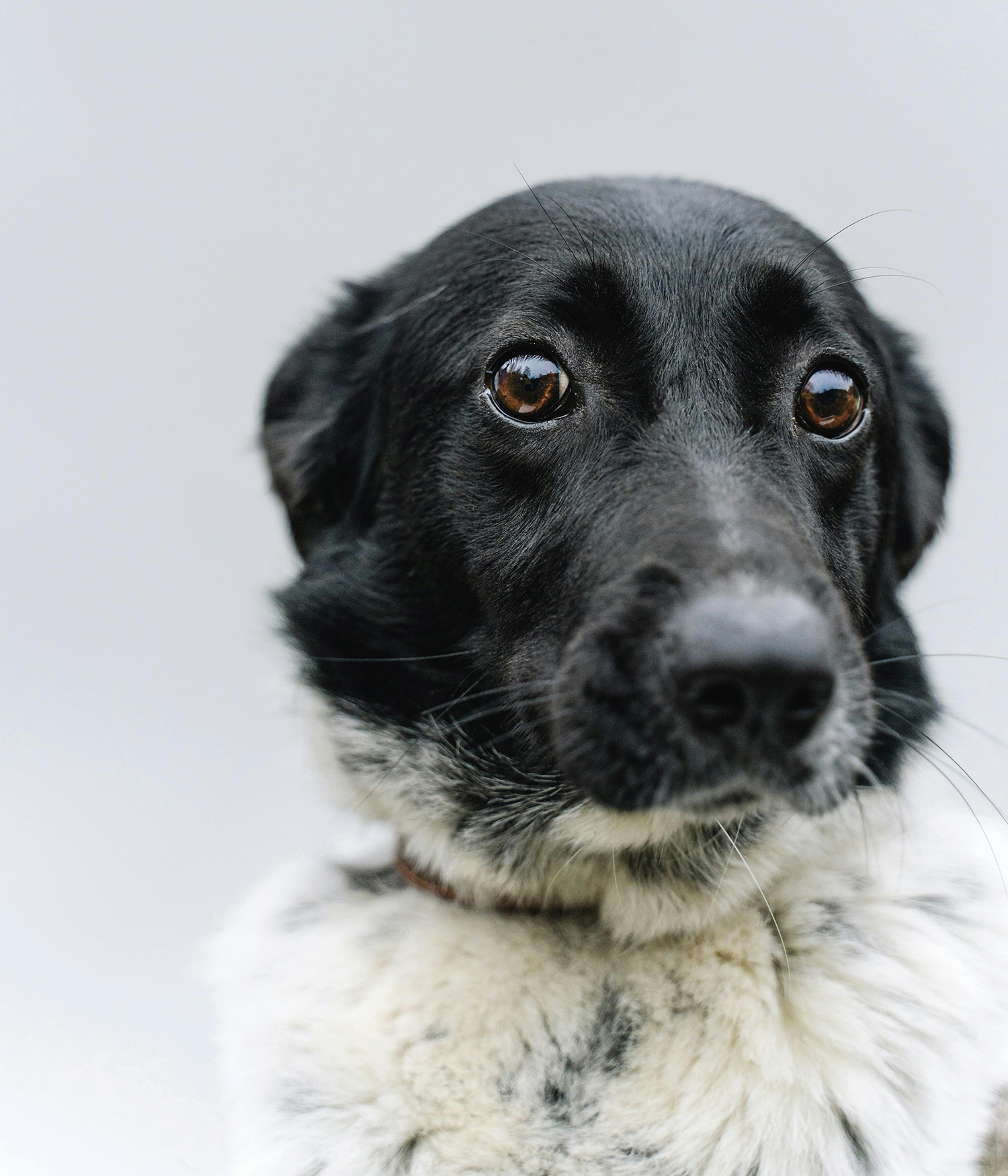 sad looking black and white dog 