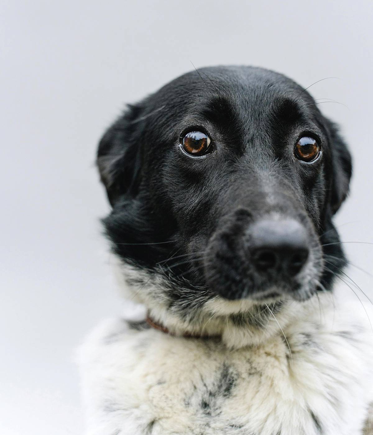 sad looking black and white dog