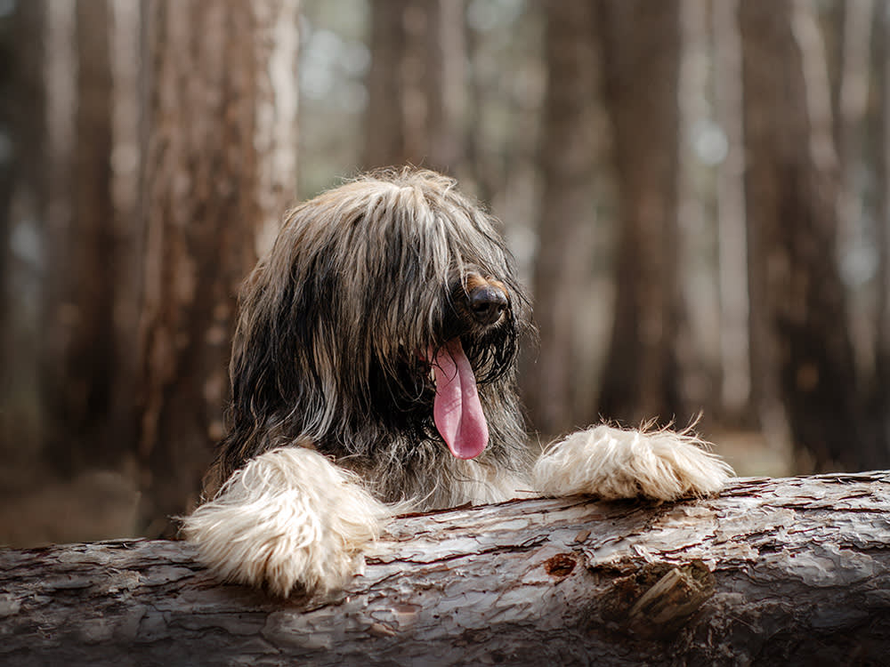 In the middle of the woods, a briard dog with its tongue outstretched supporting itself on a log.