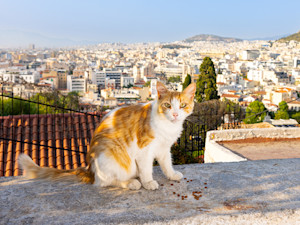 Hannah “Kitten Lady” Shaw and professional cat photographer Andrew Marttila journey to thirty countries to bring you hundreds of photos and stories of cats from every corner of the world.