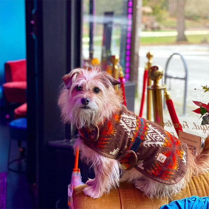 a dog at The Velvet Elk