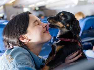 A woman on a plane being licked in the face by her small black dog.