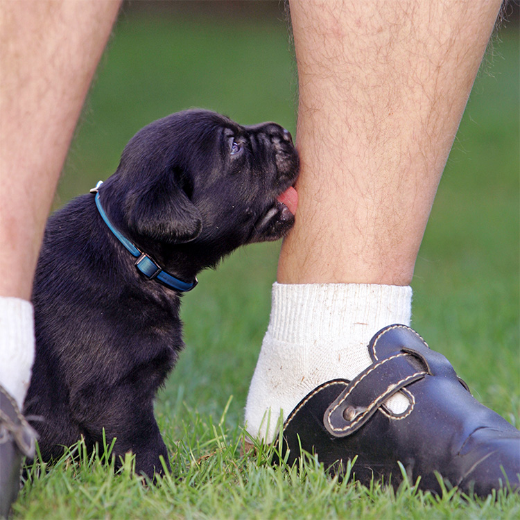 Puppy licking man's legs outside in a field.