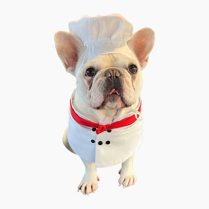frenchie in chef's costume