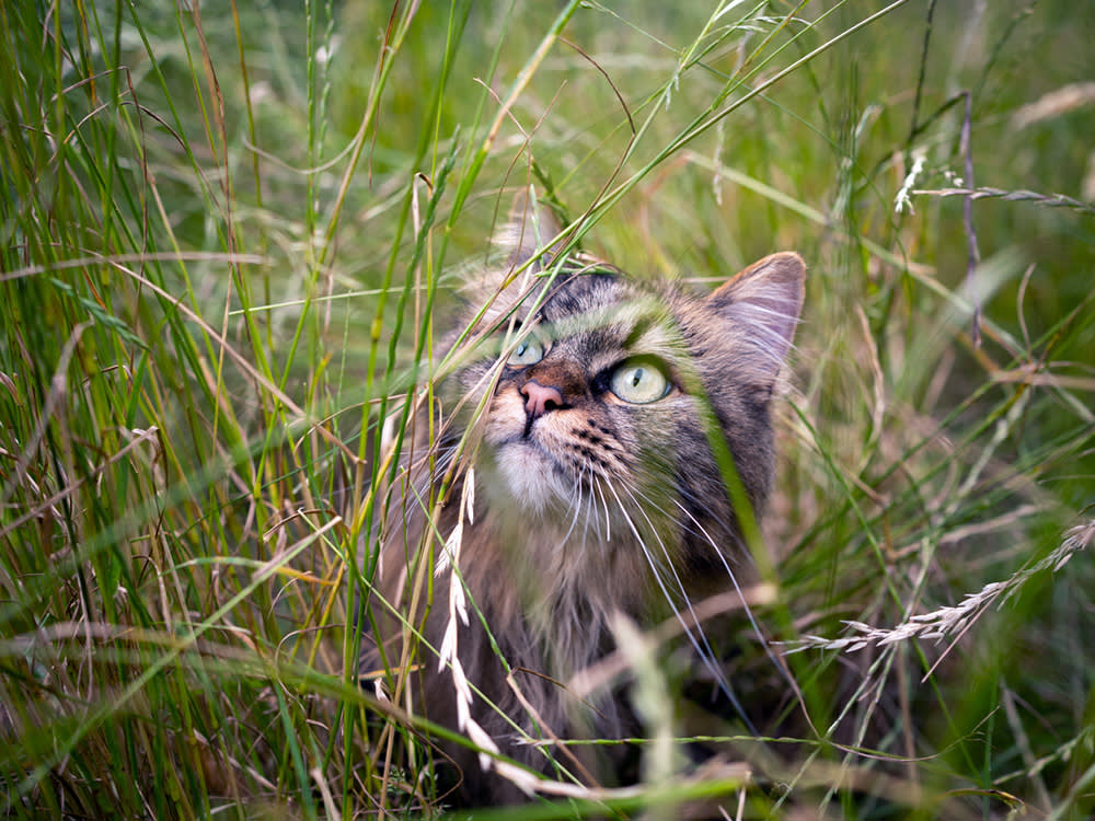 Cat outside in a field of grass.