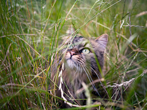 Cat outside in a field of grass.