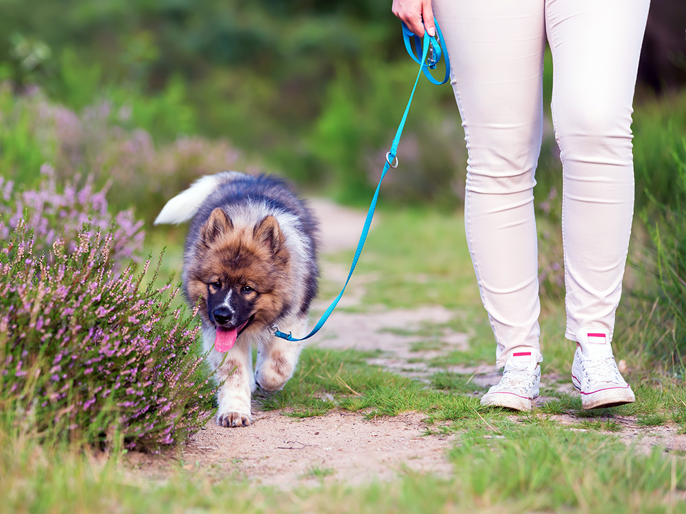 Woman walking her puppy on a leash outside.