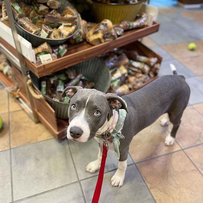 dog next to bins of dog bones