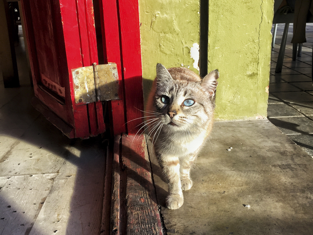 Why You Should Use Cat Traps for Your Local Strays