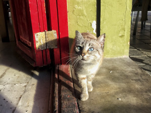 A cat with blue eyes standing before a door entrance. 